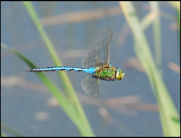 Anax imperator maschio ed Aeshna cyanea femmina